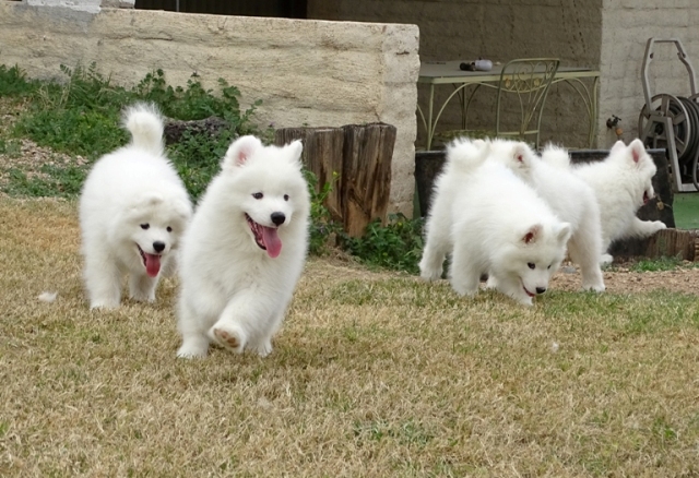 Sally and mates at 9 Weeks