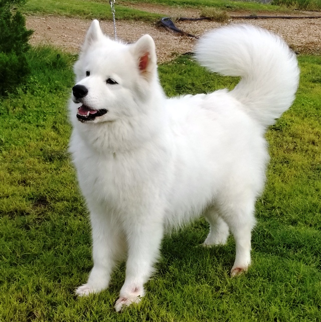 Landmark's Mustang Sally