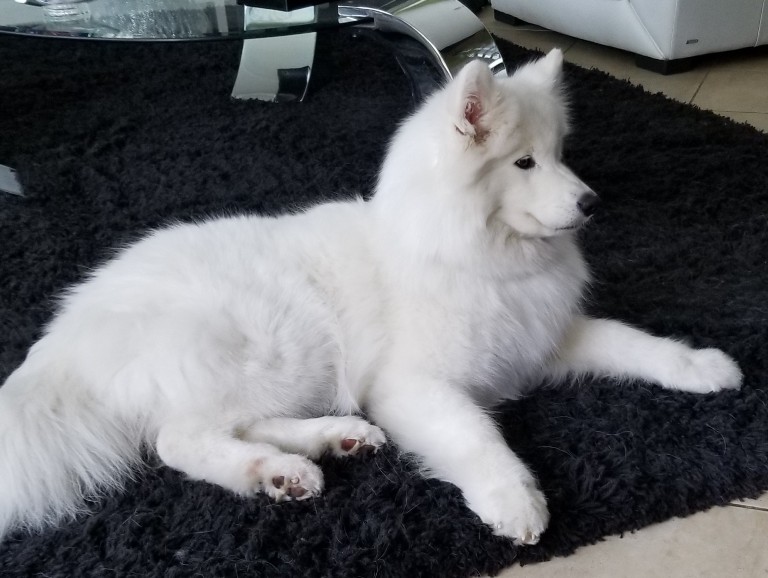 Landmark's Mustang Sally